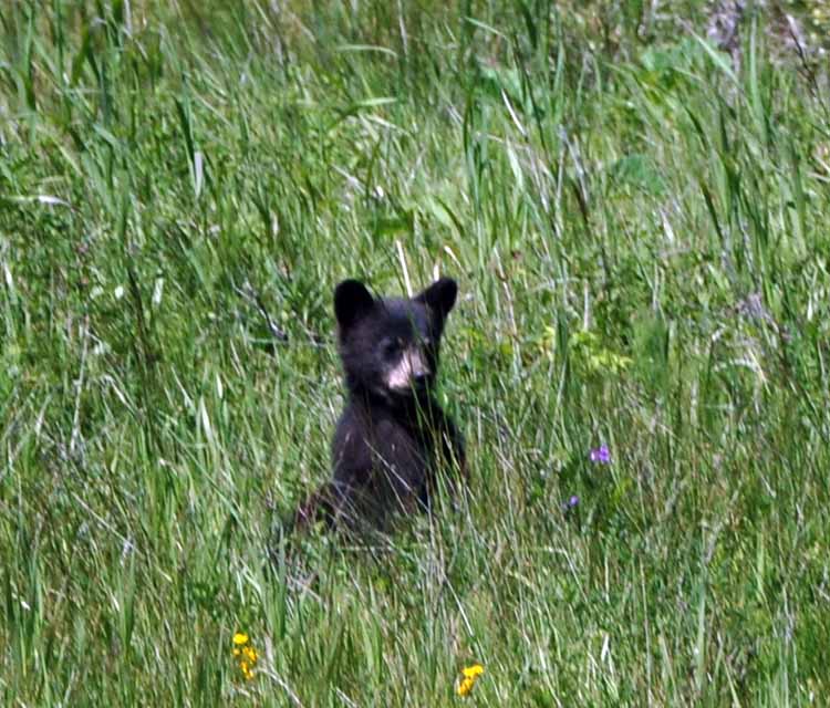bear in grass